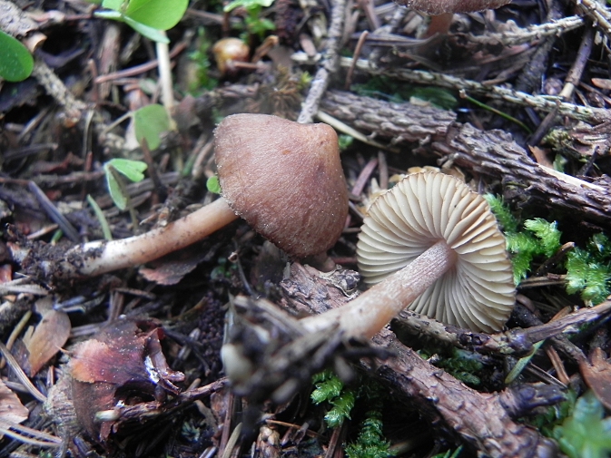DSCN7900b.JPG