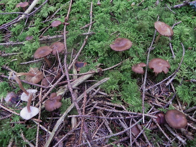 DSCN7905b.JPG