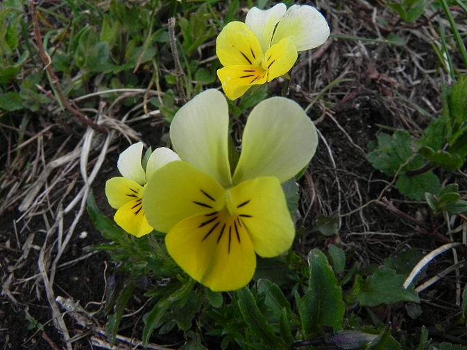 DSCN8294b.JPG