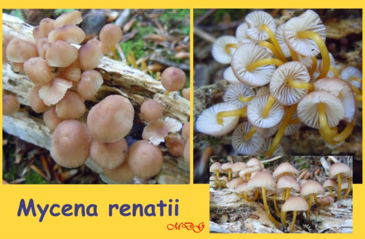 Mycena renatii xxx 2001.jpg