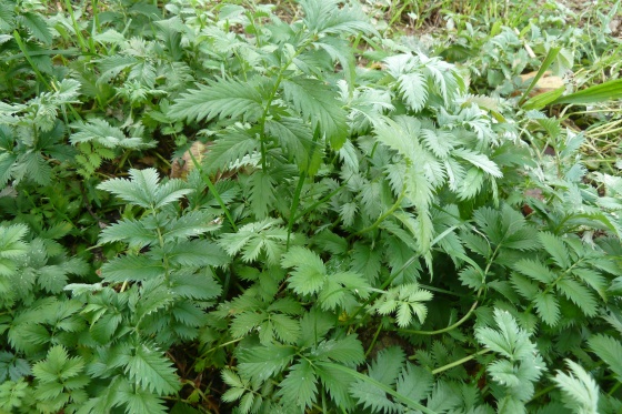 Potentilla anserina