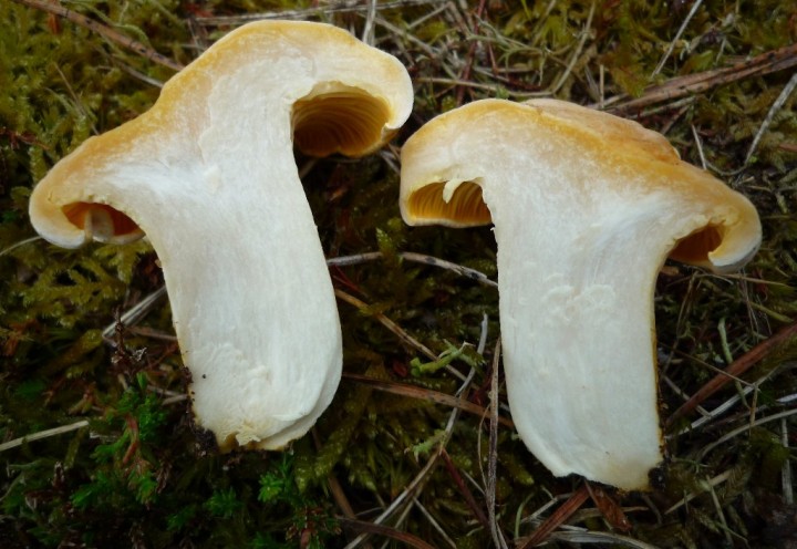 copie de L1100779.JPG