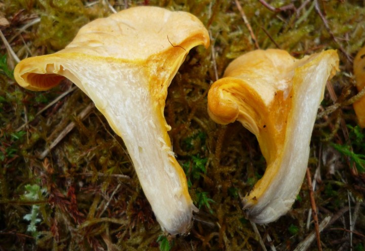 copie de L1100793.JPG