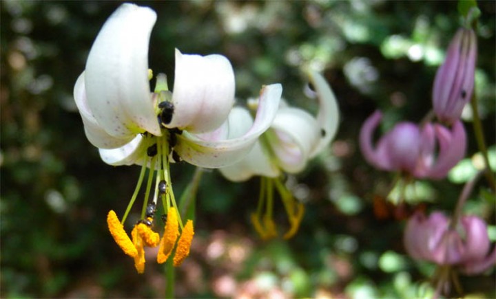 Lilium.jpg