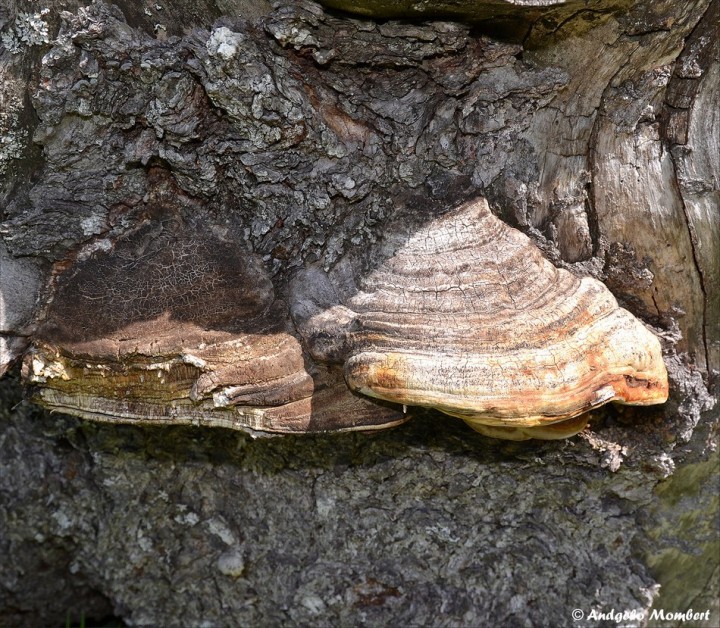 Polyporaceae 1 (07-06-14).jpg