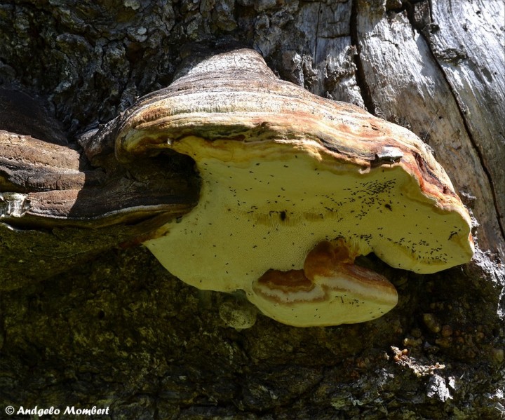 Polyporaceae 2 (07-06-14).jpg