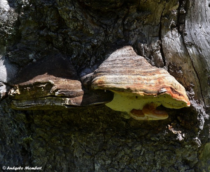 Polyporaceae 3 (07-06-14).jpg