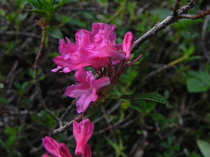 DSCN9156b.JPG