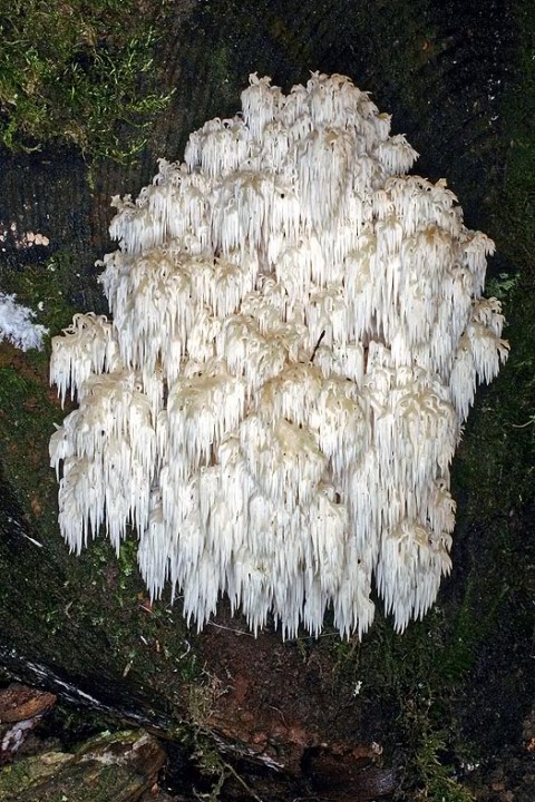 HC20071a.jpg