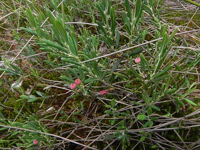 DSCN9276b.JPG