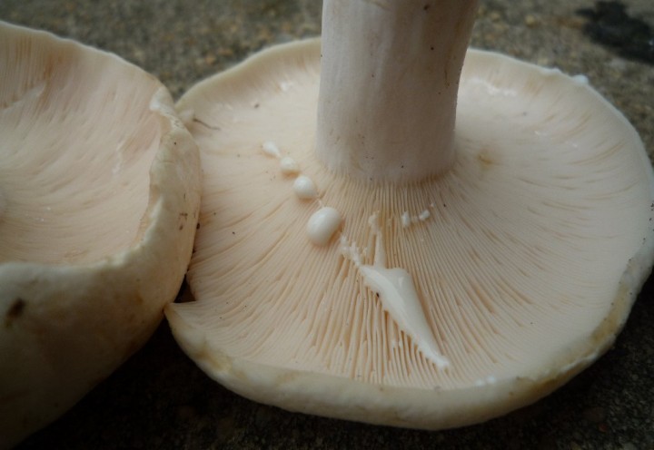 copie de L1110498.JPG