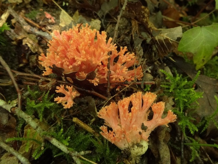 DSC07746 (Copier).JPG