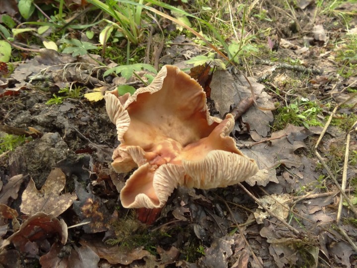 DSC07694 (Copier).JPG