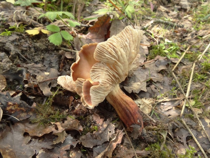 DSC07695 (Copier).JPG