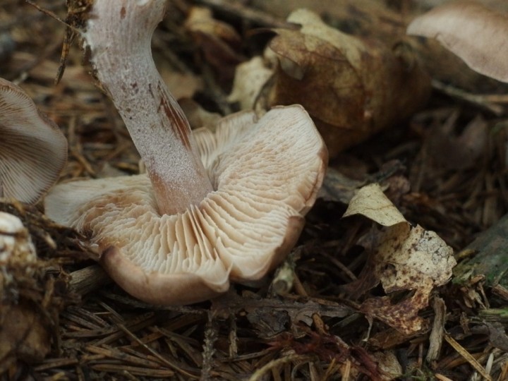 P7260333c.jpg