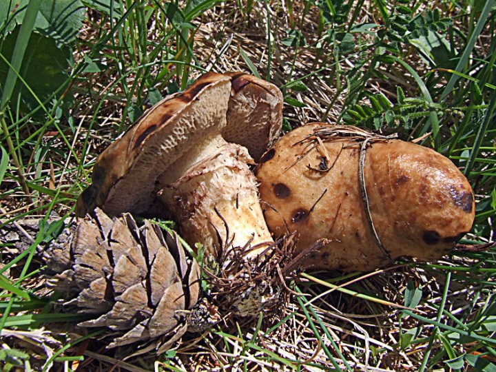 Suillus_bresadolae.jpg