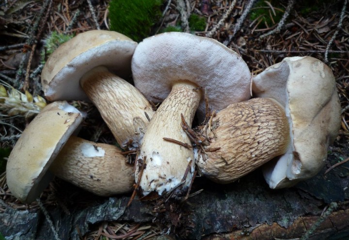 copie de L1110660.JPG