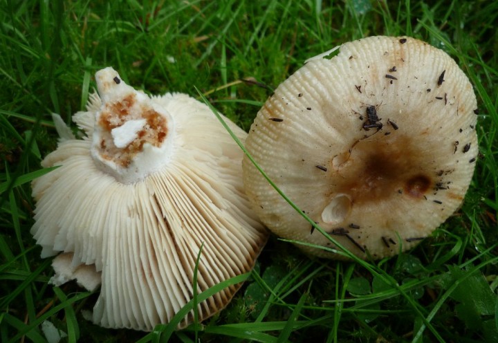 copie de L1110825.JPG
