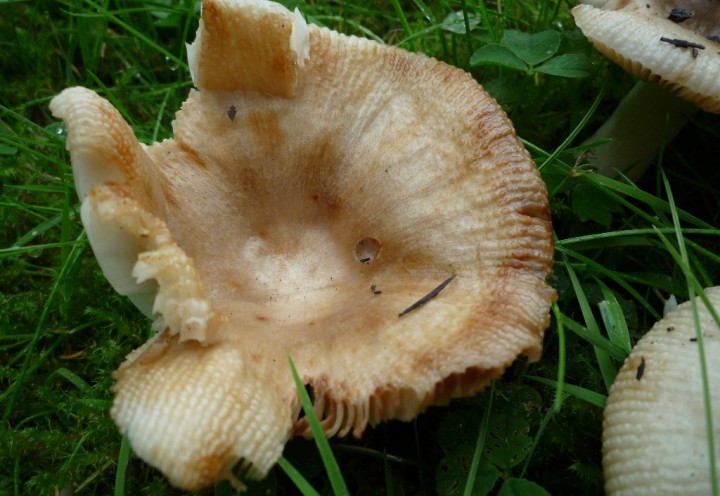 copie de L1110813.JPG