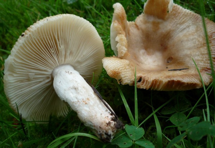 copie de L1110822.JPG