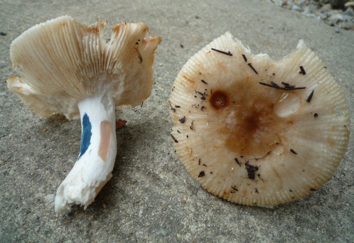 copie de L1110829.JPG
