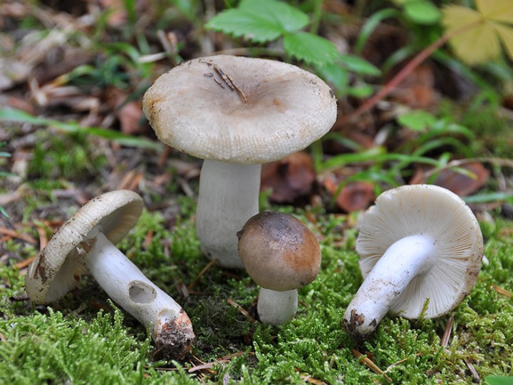 Russula_pectinatoides.jpg