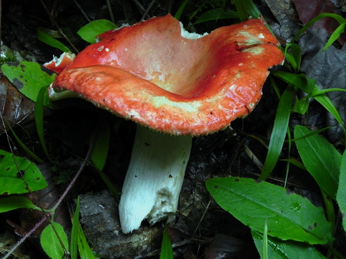 DSCN9471b.JPG