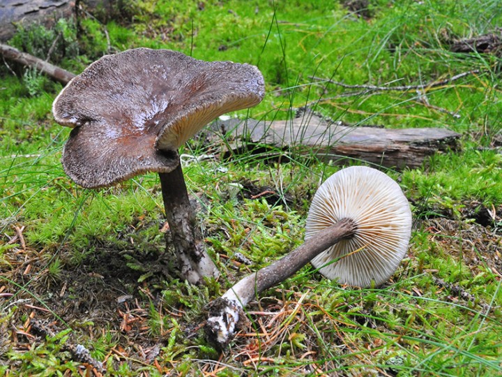 Lactarius_lignyotus.jpg