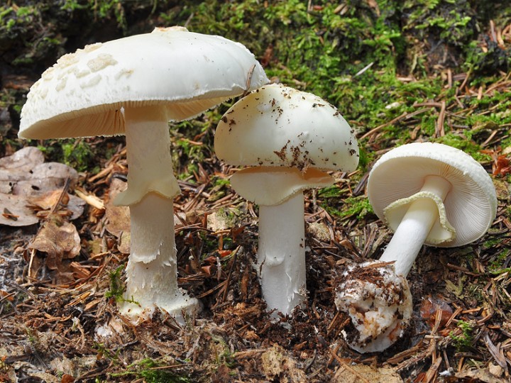 Amanita_citrina_2.jpg