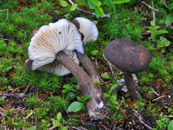 Lactarius_lignyotus_3.jpg