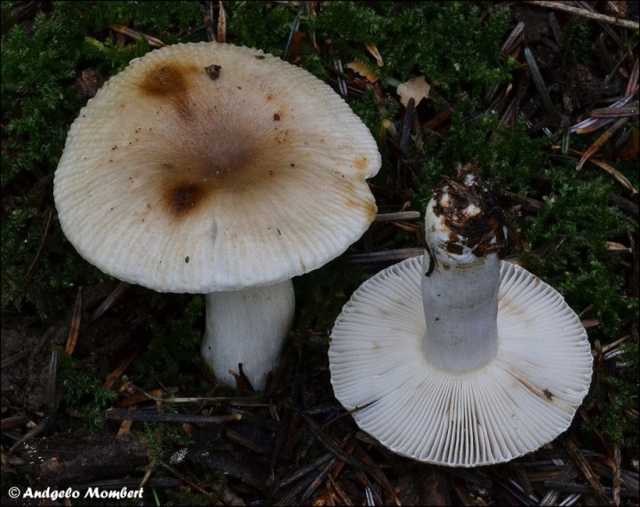 DSC_0040.jpg