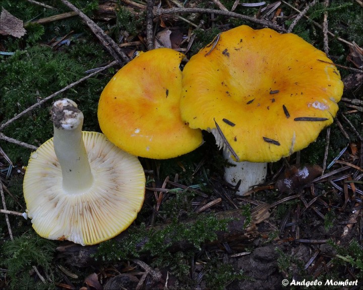 DSC_0035.jpg