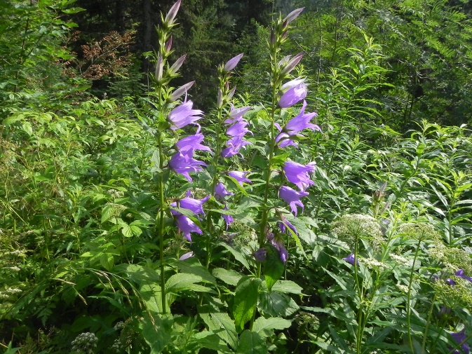 DSCN9670b.JPG