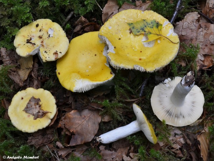 Russula claroflava 1 (03-08-14).jpg