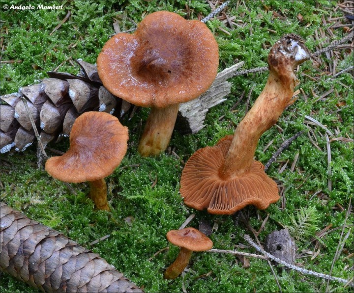Cortinarius speciosissimus 1 (03-08-14).jpg