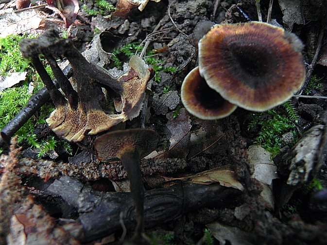 DSCN9692b.JPG