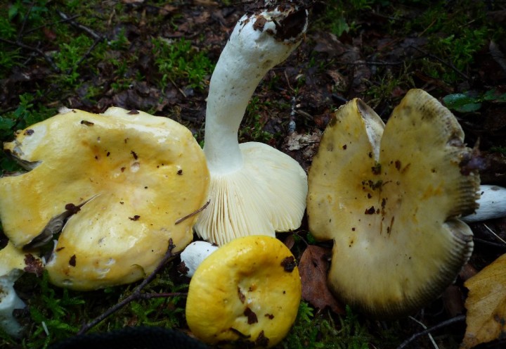 copie de L1120128.JPG