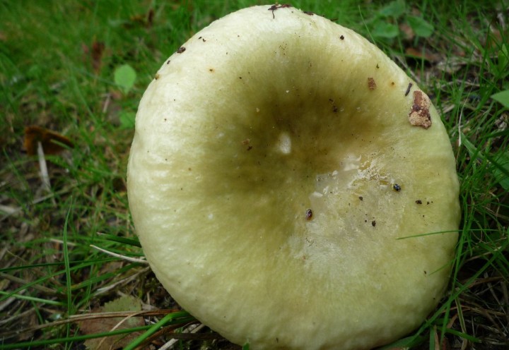 copie de L1120185.JPG