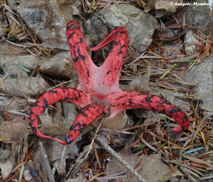 Clathrus archeri 2 (06-08-14).jpg