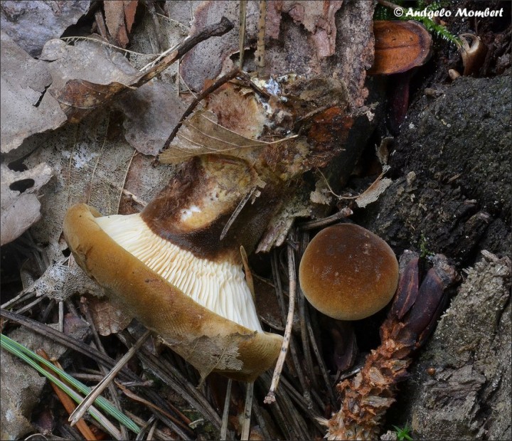 Tapinella atrotomentosa 1 (06-08-14).jpg