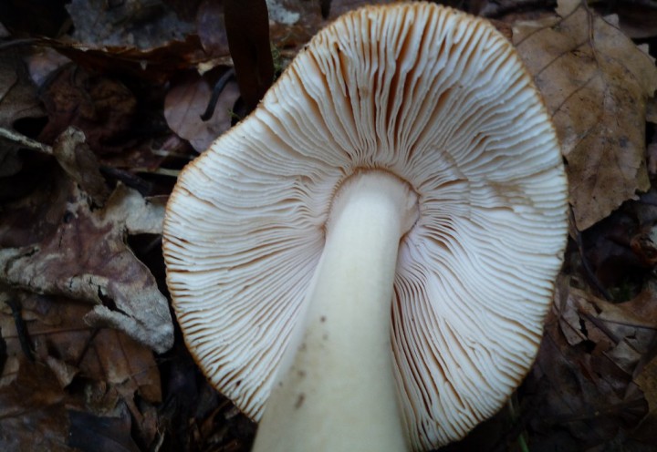 copie de L1120336.JPG