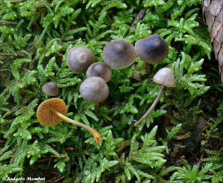 Mycena aurantiomarginata (08-08-14).jpg