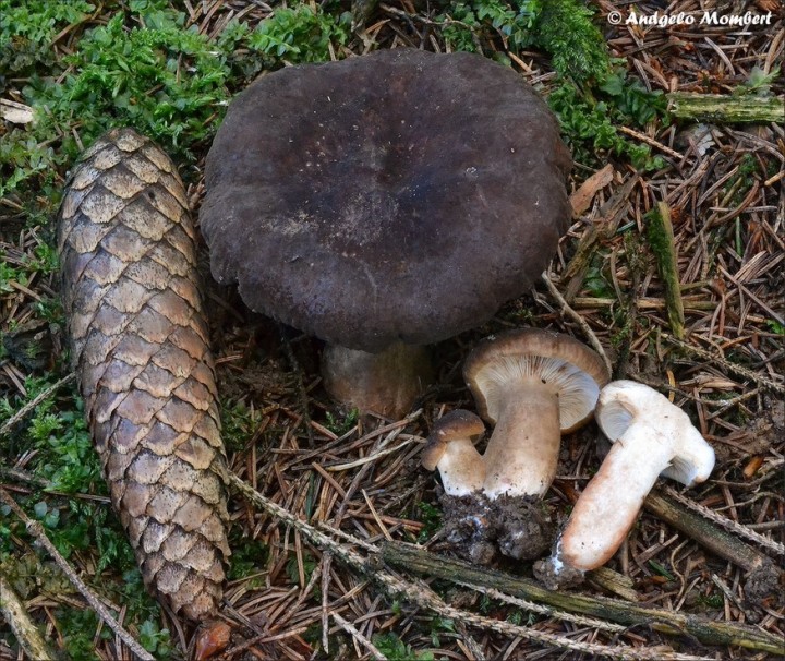 Lactarius picinus 1 (08-08-14).jpg