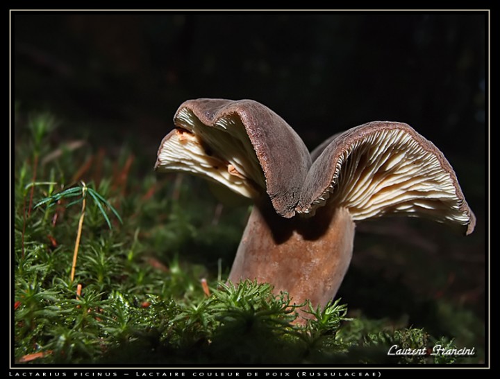 Lactarius_picinus.jpg