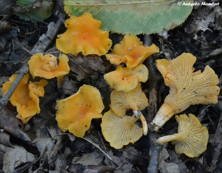 Cantharellus friesii 2 (09-08-14).jpg