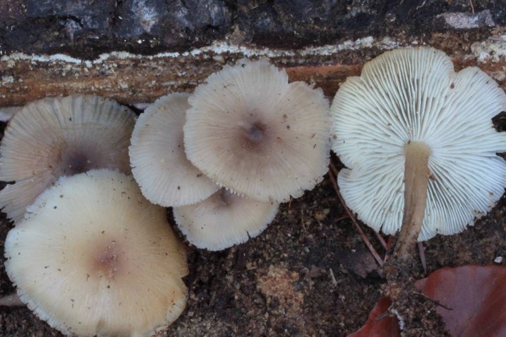 Clitocybula lacerata 1.JPG