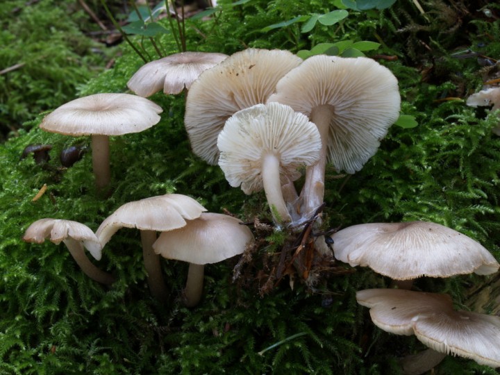 Clitocybulla lacerata_CP060020.JPG