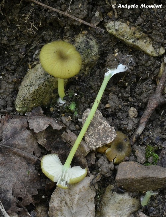 Entoloma incanum 1 (08-08-14).jpg