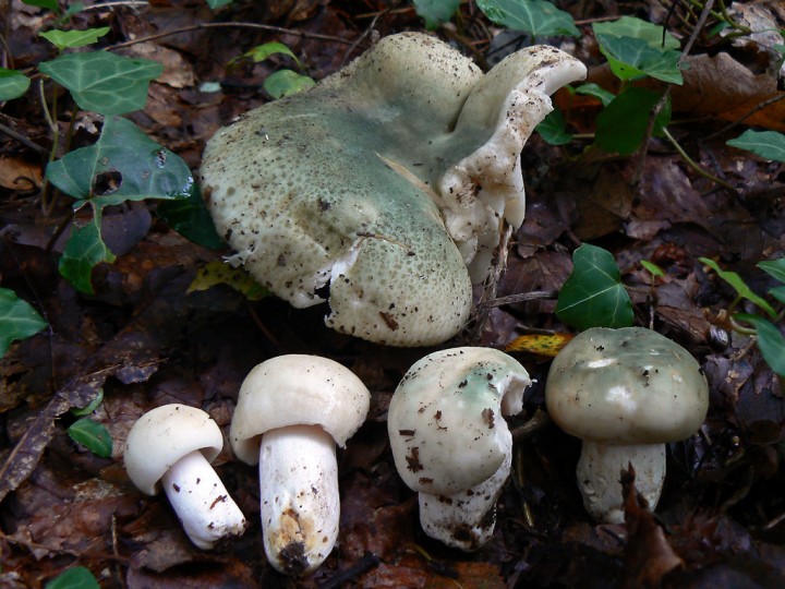 P1270416.jpg