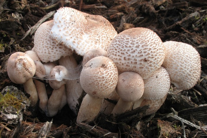 Lépiota X02.JPG
